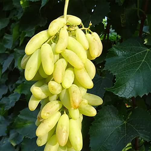 QAUZUY GARDEN 50 Witch Finger Grape Seeds Tear Drop Grapes, Sweet Sapphire Grapes - Premium Non-GMO Seeds - High Yield & Sweet & Tasty - Easy to Grow