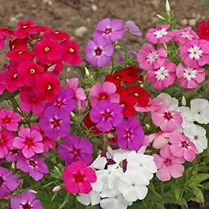 David's Garden Seeds Flower Phlox Annual Mixed Color (Multi) 200 Non-GMO, Heirloom Seeds