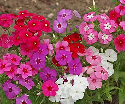 David's Garden Seeds Flower Phlox Annual Mixed Color (Multi) 200 Non-GMO, Heirloom Seeds