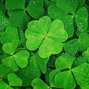 yegaol garden 25pcs four leaf clover seeds ornamental easy to grow ground cover indoor outdoor potted garden plant grass seeds