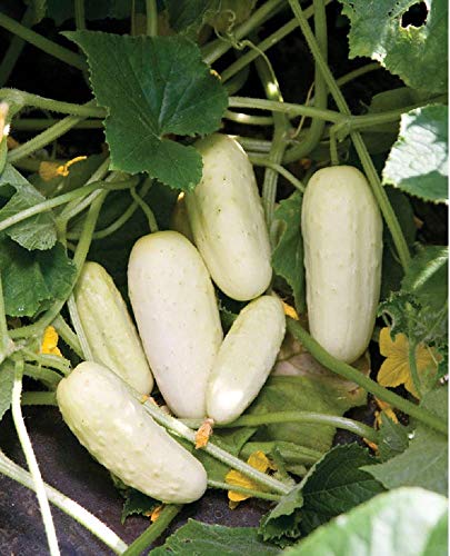 David's Garden Seeds Cucumber Pickling Salt and Pepper FBA-7764 (White) 25 Non-GMO, Open Pollinated Seeds