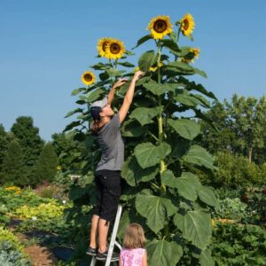 chuxay garden helianthus annuus seed,yellow giant sunflower 10 seeds huge sunflower up to 3m edible fruit ornamental plants grow fast