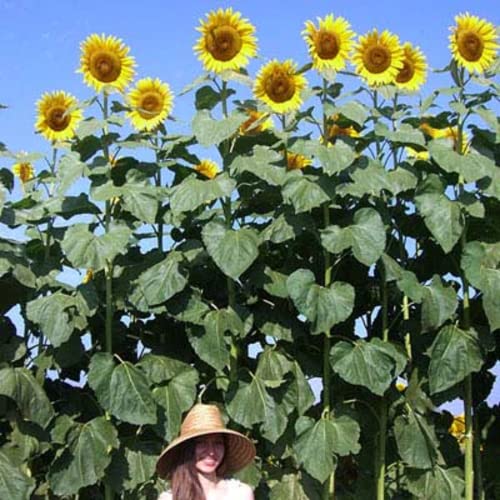 CHUXAY GARDEN Helianthus Annuus Seed,Yellow Giant Sunflower 10 Seeds Huge Sunflower Up to 3m Edible Fruit Ornamental Plants Grow Fast