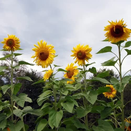 CHUXAY GARDEN Helianthus Annuus Seed,Yellow Giant Sunflower 10 Seeds Huge Sunflower Up to 3m Edible Fruit Ornamental Plants Grow Fast