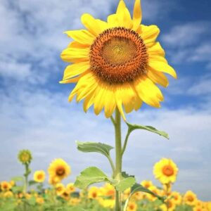 CHUXAY GARDEN Helianthus Annuus Seed,Yellow Giant Sunflower 10 Seeds Huge Sunflower Up to 3m Edible Fruit Ornamental Plants Grow Fast