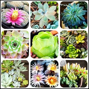 mixed colored succulents seeds garden and home bonsai flower plant 200 pcs seeds