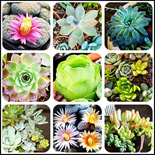 Mixed Colored Succulents Seeds Garden and Home Bonsai Flower Plant 200 Pcs Seeds