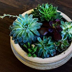 Mixed Colored Succulents Seeds Garden and Home Bonsai Flower Plant 200 Pcs Seeds