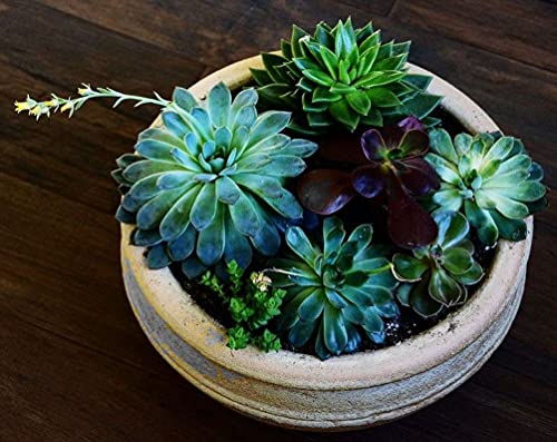 Mixed Colored Succulents Seeds Garden and Home Bonsai Flower Plant 200 Pcs Seeds