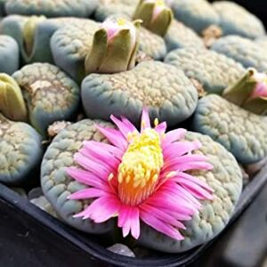 Mixed Colored Succulents Seeds Garden and Home Bonsai Flower Plant 200 Pcs Seeds