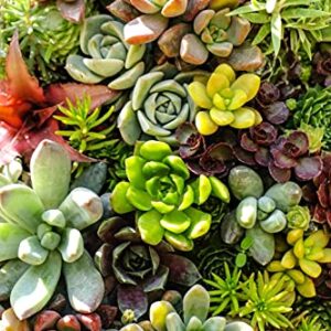 Mixed Colored Succulents Seeds Garden and Home Bonsai Flower Plant 200 Pcs Seeds