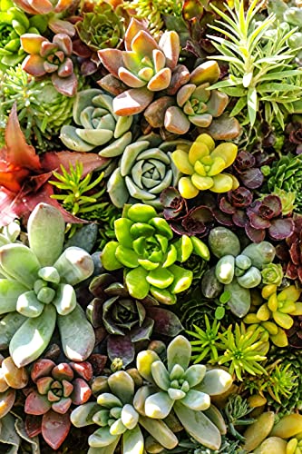 Mixed Colored Succulents Seeds Garden and Home Bonsai Flower Plant 200 Pcs Seeds