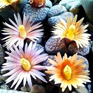 Mixed Colored Succulents Seeds Garden and Home Bonsai Flower Plant 200 Pcs Seeds