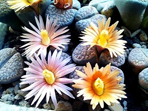 Mixed Colored Succulents Seeds Garden and Home Bonsai Flower Plant 200 Pcs Seeds