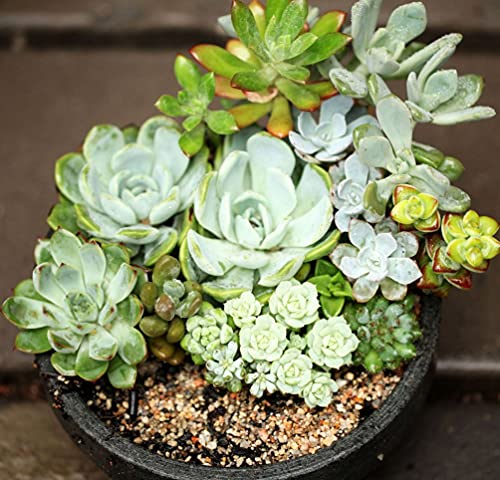 Mixed Colored Succulents Seeds Garden and Home Bonsai Flower Plant 200 Pcs Seeds