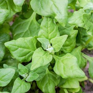 spinach garden seeds – new zealand – 4 gram packet – non-gmo vegetable gardening seeds – tetragonia tetragonoides