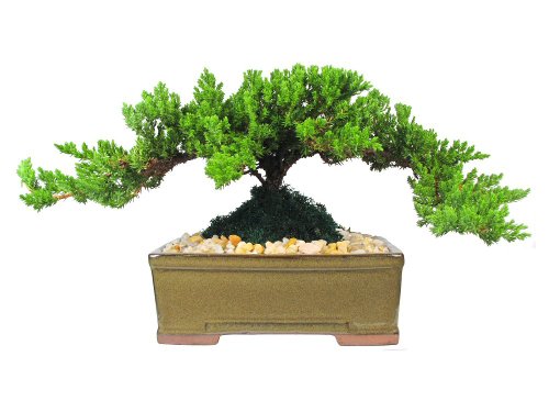 Eve's Garden Japanese Juniper Bonsai Tree, 8 Years Old Japanese Juniper, Planted in 8 Inch Ceramic Container, Outdoor Bonsai. !!! Cannot Ship to CA California, AZ Arizona, & HI Hawaii !!!