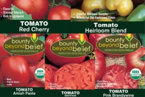 heirloom tomato collection seeds for planting, non-gmo heirloom tomatoes, open pollinated garden seed – black krim, cherokee purple, yellow brandywine, red pear, and yellow pear, bbb seed