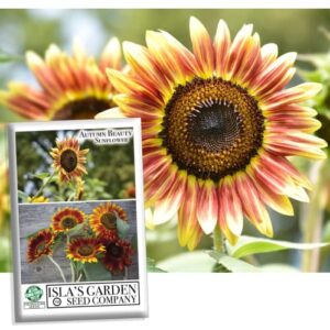 “autumn beauty” sunflower seeds for planting, 150+ flower seeds per packet, (isla’s garden seeds), non gmo seeds, scientific name: helianthus annus, great home garden gift