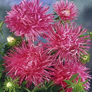 outsidepride aster tall needle rose garden cut flower seed – 1000 seeds