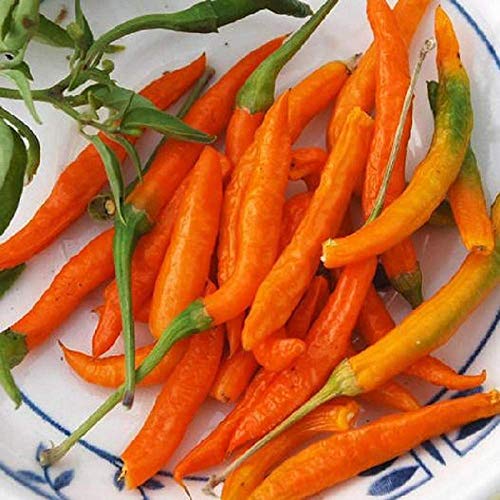 David's Garden Seeds Pepper Cayenne Orange 7383 (Orange) 25 Non-GMO, Heirloom Seeds