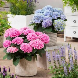 CHUXAY GARDEN Mixed Hydrangea Macrophylla-Bigleaf Hydrangea,French Hydrangea,Lacecap Hydrangea,Mophead Hydrangea,Penny Mac,Hortensia 10 Seeds Privacy Screen Plant