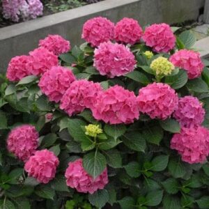 CHUXAY GARDEN Mixed Hydrangea Macrophylla-Bigleaf Hydrangea,French Hydrangea,Lacecap Hydrangea,Mophead Hydrangea,Penny Mac,Hortensia 10 Seeds Privacy Screen Plant