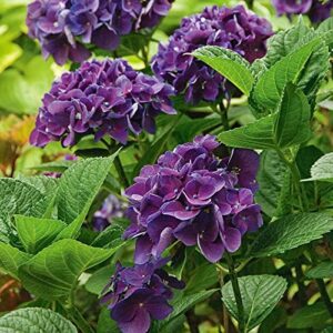 CHUXAY GARDEN Mixed Hydrangea Macrophylla-Bigleaf Hydrangea,French Hydrangea,Lacecap Hydrangea,Mophead Hydrangea,Penny Mac,Hortensia 10 Seeds Privacy Screen Plant