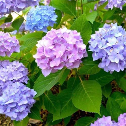 CHUXAY GARDEN Mixed Hydrangea Macrophylla-Bigleaf Hydrangea,French Hydrangea,Lacecap Hydrangea,Mophead Hydrangea,Penny Mac,Hortensia 10 Seeds Privacy Screen Plant