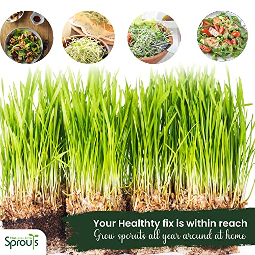 Nature Jims Sprouts Wheatgrass Seeds - 100% Organic Wheat Grass Seed for Sprouting - Cat Grass Planter Seeds, Rich in Vitamins, Fiber and Minerals - Non-GMO, Healthy Wheatgrass Sprout Growing Seed