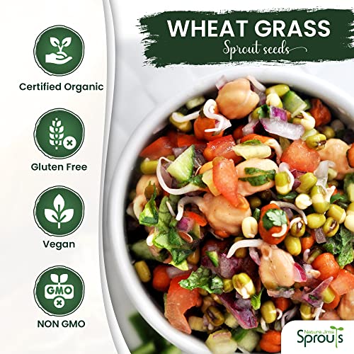 Nature Jims Sprouts Wheatgrass Seeds - 100% Organic Wheat Grass Seed for Sprouting - Cat Grass Planter Seeds, Rich in Vitamins, Fiber and Minerals - Non-GMO, Healthy Wheatgrass Sprout Growing Seed
