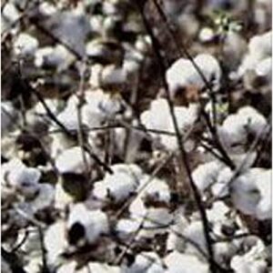 american upland cotton seeds (20+ seeds) | non gmo | vegetable fruit herb flower seeds for planting | home garden greenhouse pack