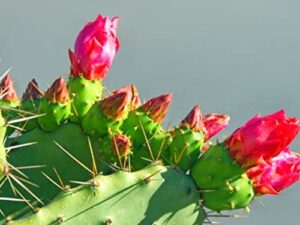 yunaksea 3 spineless prickly pear cactus pads for planting indoor, 4 inc to 5 inc tall, succulents plants live