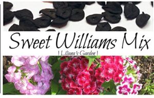 flower seeds – sweet william seeds- mixed colors – dianthus barbatus – biennial – liliana’s garden