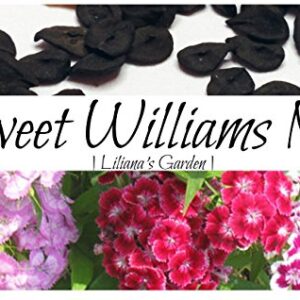 Flower Seeds - Sweet William Seeds- Mixed Colors - Dianthus barbatus - Biennial - Liliana's Garden