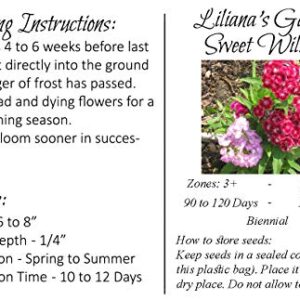 Flower Seeds - Sweet William Seeds- Mixed Colors - Dianthus barbatus - Biennial - Liliana's Garden