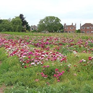 Flower Seeds - Sweet William Seeds- Mixed Colors - Dianthus barbatus - Biennial - Liliana's Garden