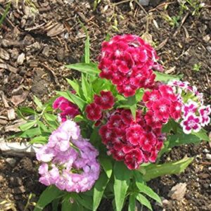 Flower Seeds - Sweet William Seeds- Mixed Colors - Dianthus barbatus - Biennial - Liliana's Garden