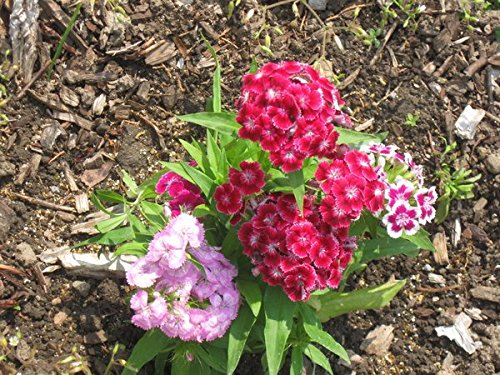 Flower Seeds - Sweet William Seeds- Mixed Colors - Dianthus barbatus - Biennial - Liliana's Garden