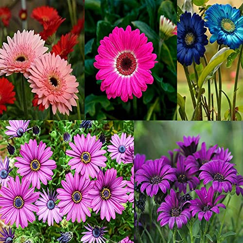 QAUZUY GARDEN Seeds - 200 Premium African Daisy Seeds Cineraria Cape Marigold Flower Mix, Heirloom, Drought Tolerant, Attracts pollinators