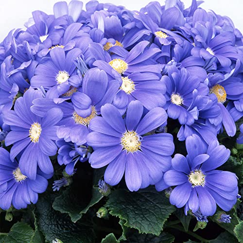 QAUZUY GARDEN Seeds - 200 Premium African Daisy Seeds Cineraria Cape Marigold Flower Mix, Heirloom, Drought Tolerant, Attracts pollinators