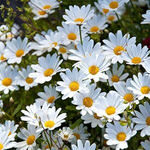 QAUZUY GARDEN Seeds - 200 Premium African Daisy Seeds Cineraria Cape Marigold Flower Mix, Heirloom, Drought Tolerant, Attracts pollinators