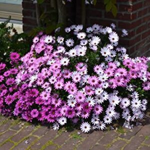 QAUZUY GARDEN Seeds - 200 Premium African Daisy Seeds Cineraria Cape Marigold Flower Mix, Heirloom, Drought Tolerant, Attracts pollinators