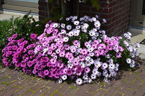 QAUZUY GARDEN Seeds - 200 Premium African Daisy Seeds Cineraria Cape Marigold Flower Mix, Heirloom, Drought Tolerant, Attracts pollinators