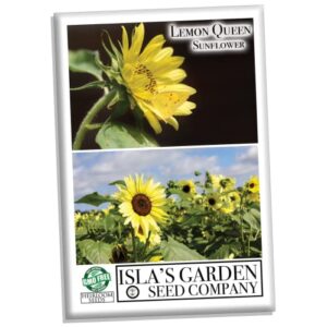 “lemon queen” sunflower seeds for planting, 50+ flower seeds per packet, (isla’s garden seeds), non gmo seeds, scientific name: helianthus annus, great home garden gift