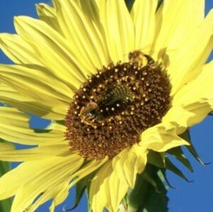 "Lemon Queen" Sunflower Seeds for Planting, 50+ Flower Seeds Per Packet, (Isla's Garden Seeds), Non GMO Seeds, Scientific Name: Helianthus annus, Great Home Garden Gift