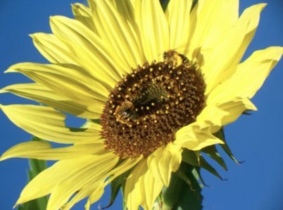 "Lemon Queen" Sunflower Seeds for Planting, 50+ Flower Seeds Per Packet, (Isla's Garden Seeds), Non GMO Seeds, Scientific Name: Helianthus annus, Great Home Garden Gift