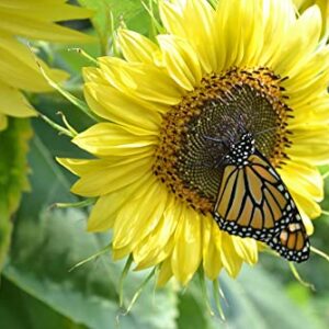 "Lemon Queen" Sunflower Seeds for Planting, 50+ Flower Seeds Per Packet, (Isla's Garden Seeds), Non GMO Seeds, Scientific Name: Helianthus annus, Great Home Garden Gift