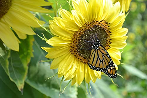 "Lemon Queen" Sunflower Seeds for Planting, 50+ Flower Seeds Per Packet, (Isla's Garden Seeds), Non GMO Seeds, Scientific Name: Helianthus annus, Great Home Garden Gift