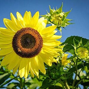 "Lemon Queen" Sunflower Seeds for Planting, 50+ Flower Seeds Per Packet, (Isla's Garden Seeds), Non GMO Seeds, Scientific Name: Helianthus annus, Great Home Garden Gift